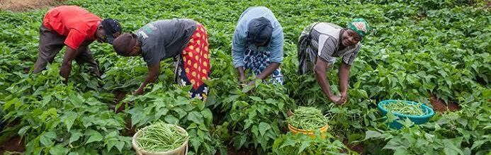 farmers-1 farmers-1
