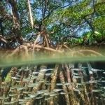 What Are the Solutions to Climate Change?